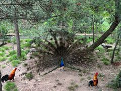 -西霞口神雕山野生动物世界