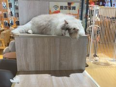-藏猫猫咖啡主题馆(中央大道店)