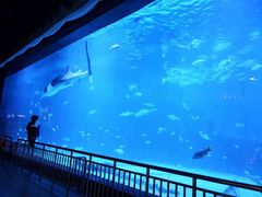 -烟台海昌鲸鲨海洋公园