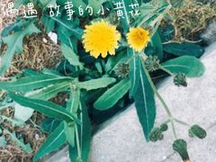 -松山湖南湖湾露营营地