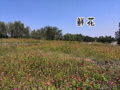 -洨河生态公园