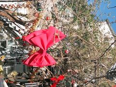 -喵屿·大理花园猫咖