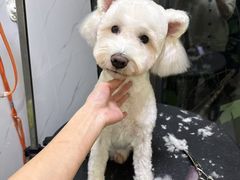 -狗不理喵子(百富路店)