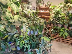 -自由生长植物工作室(深港花卉中心店)