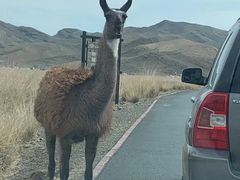 -新疆天山野生动物园