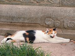 -西安大兴善寺
