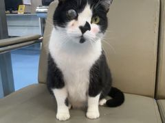 -万博宠物医院·手术·诊疗(未央凤城五路店)