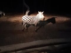 -清迈夜间动物园