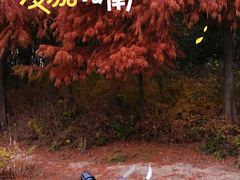 -长广溪湿地公园