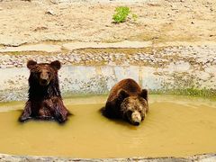 -五龙山野生动物王国
