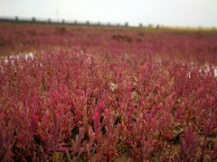 -黄海国家森林公园