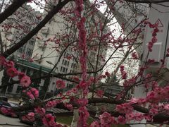 -武汉大学-樱园