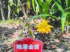 -独树成林