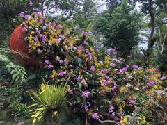 -深圳仙湖植物园