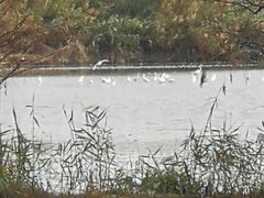 -大湾区中央湿地公园