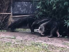 -上海野生动物园老虎餐厅