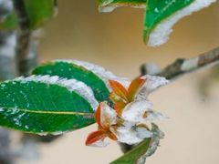 -梧桐山风景名胜区