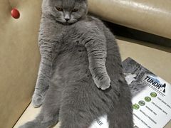 -藏猫猫咖啡主题馆(中央大道店)