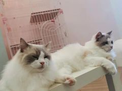 -酷豆宠物咖啡·宠物美食·撸猫馆