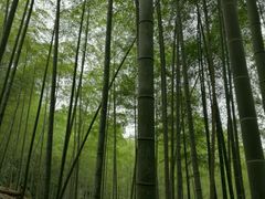 -岚山猴子公园