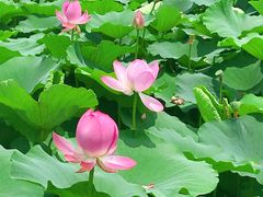 -荷塘月色湿地公园·向阳花洲