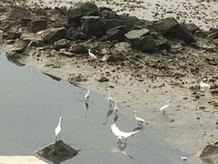 -宝安西湾红树林湿地公园