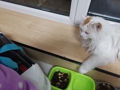 -瑞派雷欧宠物医院·24h夜诊·心脏骨科牙科·全科重症转诊中心(无影山店)