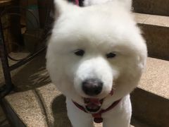 -more than meow吴止猫主题餐厅(承德 中船汇店)