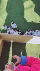 -萌宠亲子动物乐园(槐房万达店)