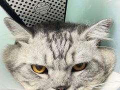 -瑞派先诺宠物医院•猫专科•普外科•中兽医(佛山院)