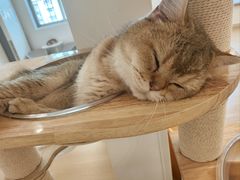 -有喵·猫咖·狗咖·30几只猫10只小狗(岗厦店)