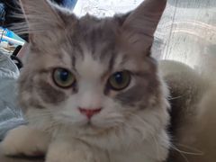 -飞行喵MR PILOT|猫舍·猫咖(静安大融城店)