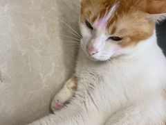 -瑞鹏宠物医院·夜间急症·心超·猫科(祖庙分店)