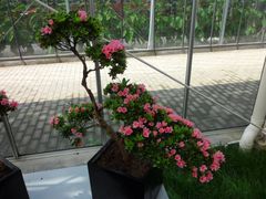 景点-上海鲜花港
