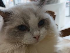 -藏猫猫咖啡主题馆(中央大道店)