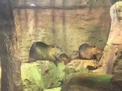 -迪拜水族馆及水下动物园