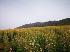 -沣峪口