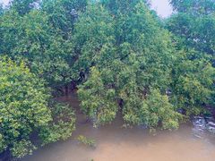 -宝安西湾红树林湿地公园