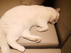 -猫腻·猫咖·撸猫馆(星光大道店)