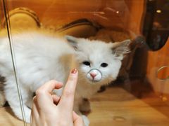 -喵百万·布偶·蓝金金渐层英短·猫舍(百子湾店)