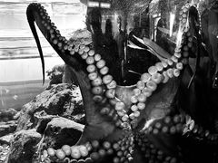 -西雅图水族馆