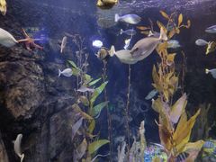 -太平洋海底世界