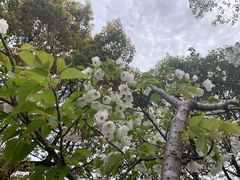 -高东镇樱花园