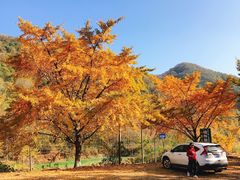 -千年银杏谷文化旅游区