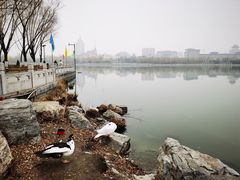-莲花池公园