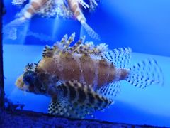 -上海海洋水族馆