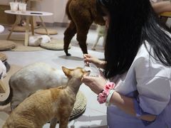 -Heymao猫咖.咖啡厅(东门店)
