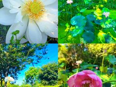 -花开海上生态园
