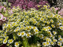 -爱尚幸福鲜花(上地实体店)