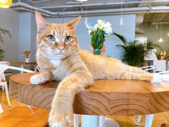 -Cappucimeow猫咪咖啡馆(韦伯时代店)